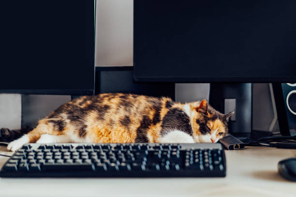 istock Multicolor cat sleeping on working desk at home-based office with IT equipment. Work place with few screens, keyboard and mouse. Work at home and remote access concept. Soft selective focus. 1558511234
