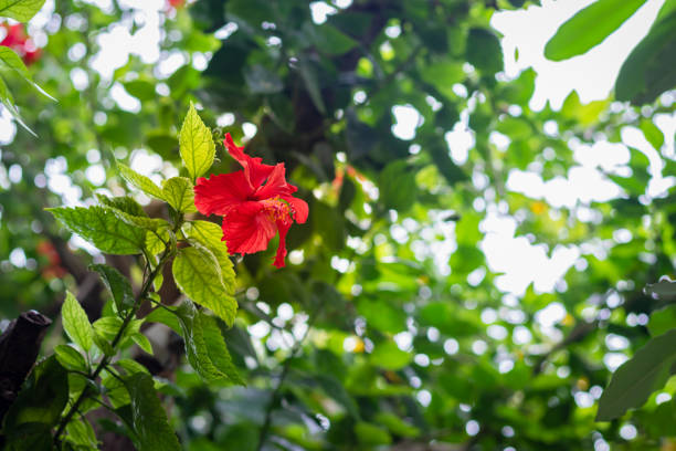 Hibiscus red flower isolated with green leaves at day from different angle