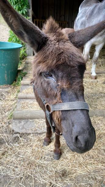 istock Portrait of a donkey 1558525123