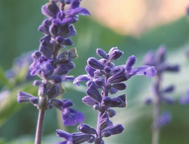 istock close-up of sage officinalis 1558528385