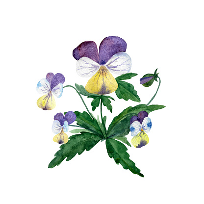Watercolor pansies. Botanic image of pansy flowers with leaves and bud. Viola flower bush, isolated on a white background