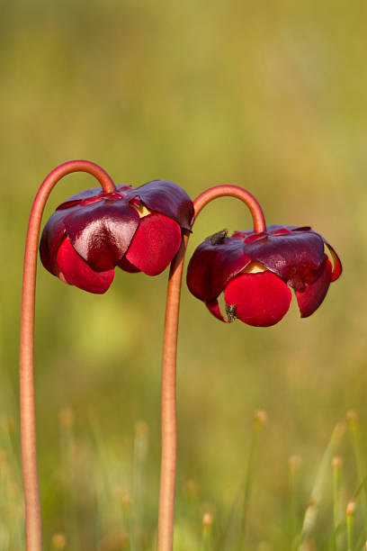 Pitcher plant flowers stock photo