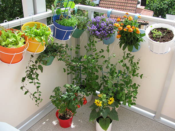 Balcony with flowers and vegetables in flowerpots Balcony with flowers and vegetables in flowerpots tropaeolum majus garden nasturtium indian cress or monks cress stock pictures, royalty-free photos & images