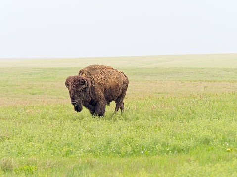 A solitary mail bison roams the great plains at the Tallgrass Prairie Preserve in Kansas. Misty springtime day with green grass.
