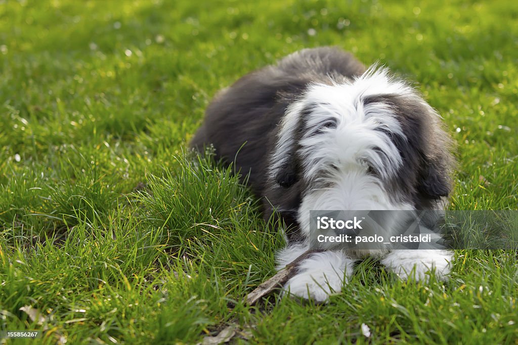 bearded collie - Zbiór zdjęć royalty-free (Bearded collie)