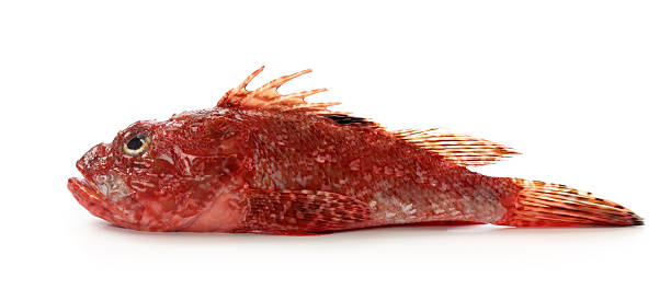 Red scorpionfish Red scorpionfish or Scorpaena scrofa isolated on white background red scorpionfish photos stock pictures, royalty-free photos & images