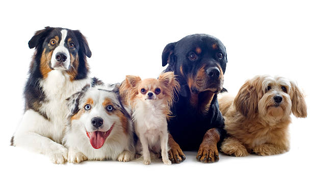five dogs purebred australian shepherd, chihuahua, rottweiler and griffon  in front of white background five animals stock pictures, royalty-free photos & images