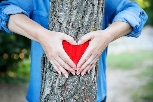Living Tree with female hands around red shape heart. Save and love nature concept