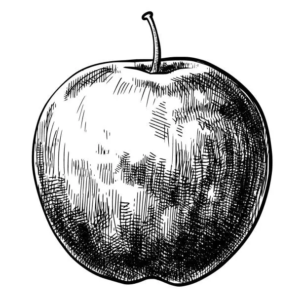 Vector illustration of Apple vintage sketch vector illustration.