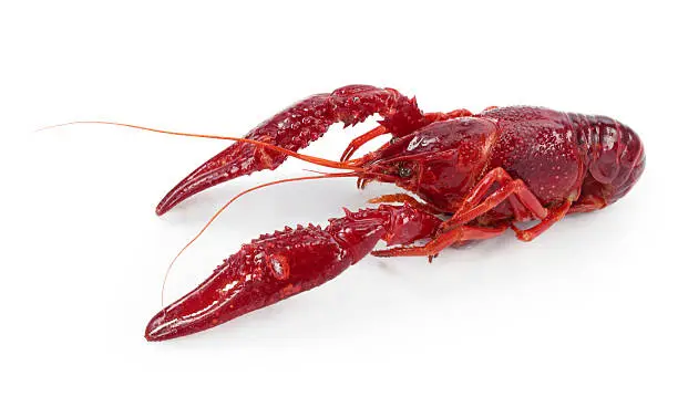 Photo of Crayfish