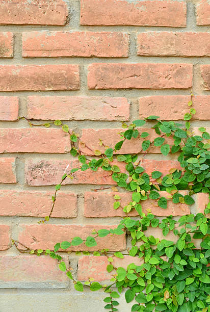 istock Green plant on brick wall 155857200