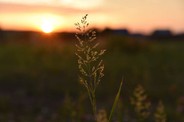 istock Field grass in the rays of the setting sun. Solar disk and grass. Beautifully illuminated grass. 1558575341