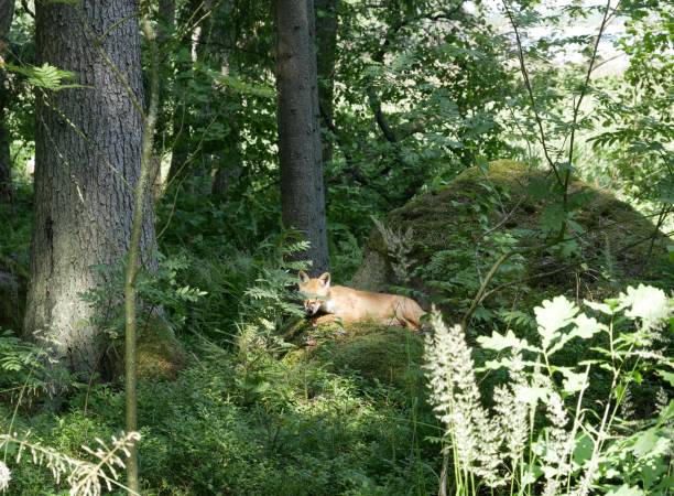 istock A young red fox in a coniferous forest on a sunny summer day. A predatory animal basks in the sunlight in a forest clearing. 1558576012