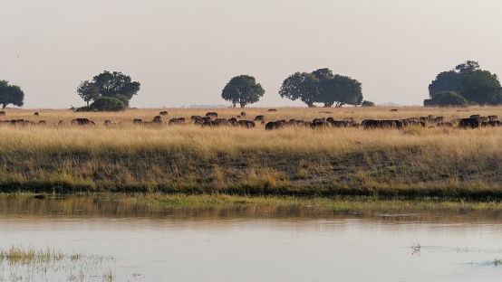 A large group of wildebeests in the Chobe National Park in Botswana, near a tranquil body of water