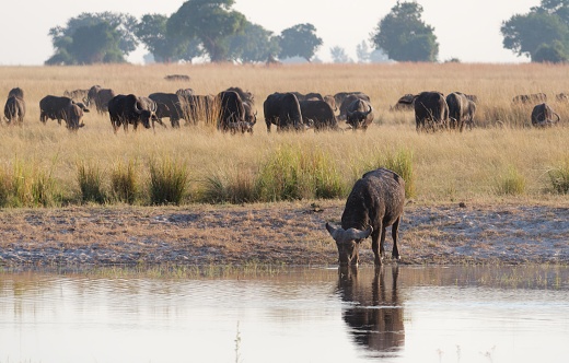 A herd of wildebeests gathered in Chobe National Park, Botswana, congregating near a body of water