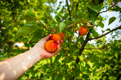Ripe Peaches on Tree. Shallow DOF. Male hand picking peach on tree.