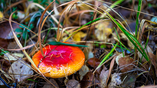 Flat red amanita muscaria or fly agaric mushroom among fallen leaves and grass in the autumn forest.