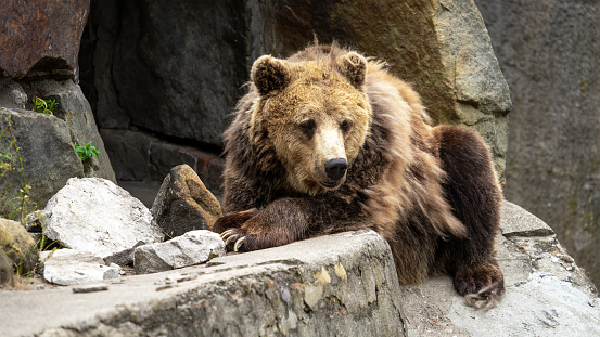 Ursus or brown bear lies on artificial stone wall. Animals in captivity, zoo or national park.