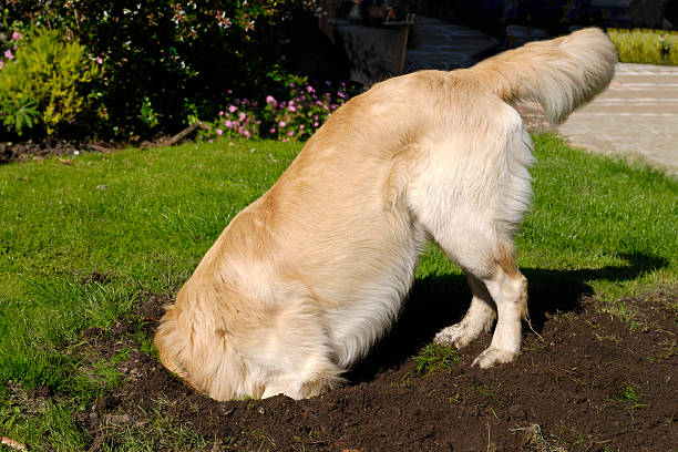 Golden Retriever dog digging hole Golden Retriever dog digging hole in grass lawn burying stock pictures, royalty-free photos & images