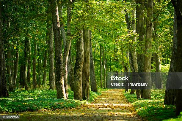Alley In The Forest Stock Photo - Download Image Now - Alley, Autumn, Day