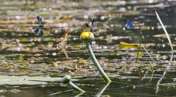 A group of banded demoiselle damselflies flying over a tranquil body of water.