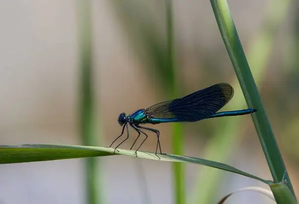 A male banded demoiselle on a green plant. Calopteryx splendens.