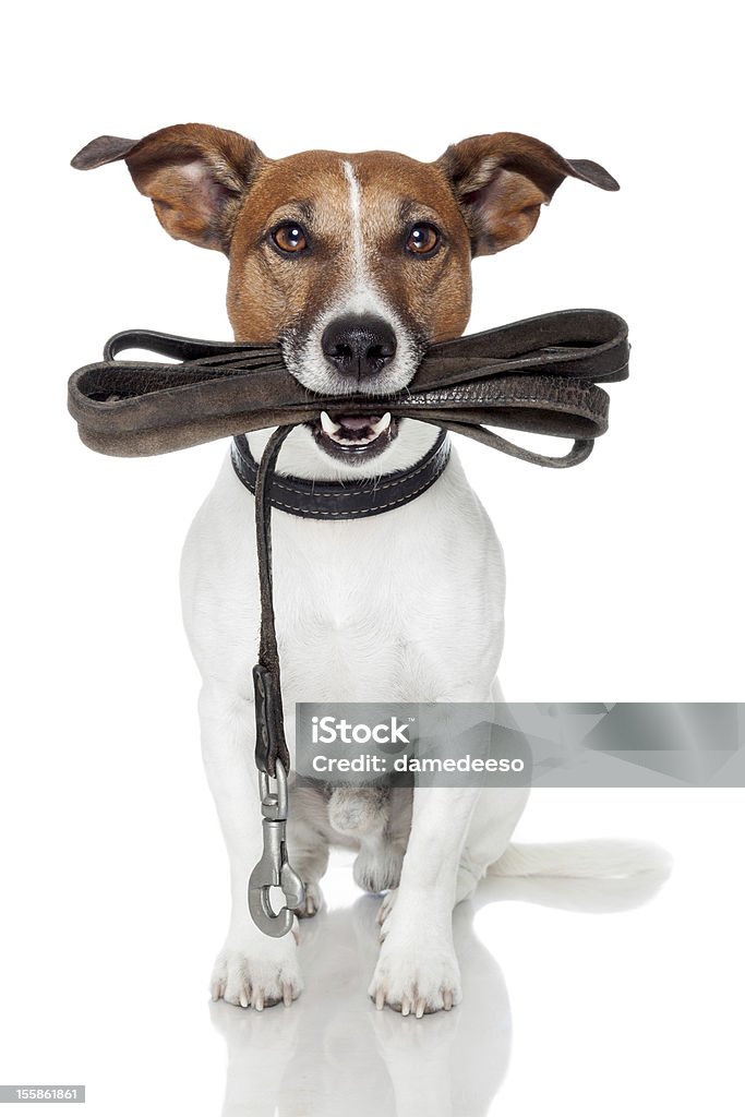 Perro con la correa de cuero - Foto de stock de Correa para mascota libre de derechos