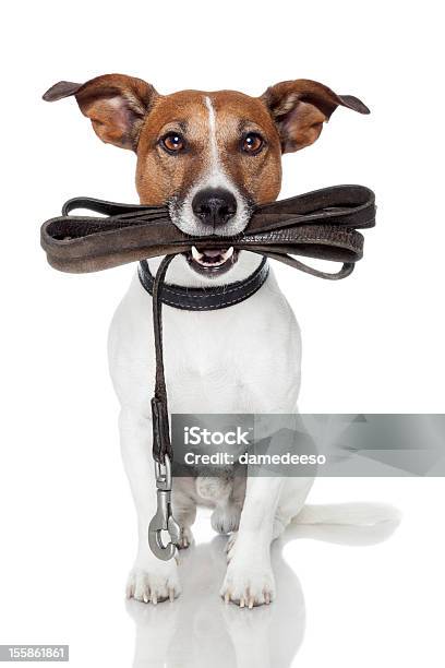 Cane Con Guinzaglio In Cuoio - Fotografie stock e altre immagini di Guinzaglio per animale - Guinzaglio per animale, Cane, Cagnolino