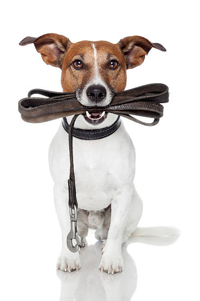 dog with leather leash dog with leather leash waiting to go walkies pet leash photos stock pictures, royalty-free photos & images