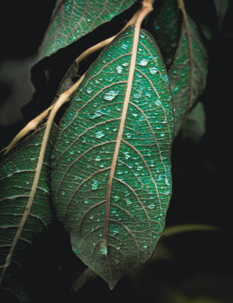 Flowers and Leafes. Nature and her colors. Beautifull colors and details
