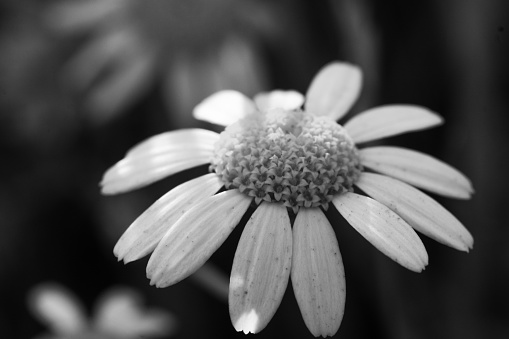 Nature at its best. Black and white flowers and leafes, Macro details