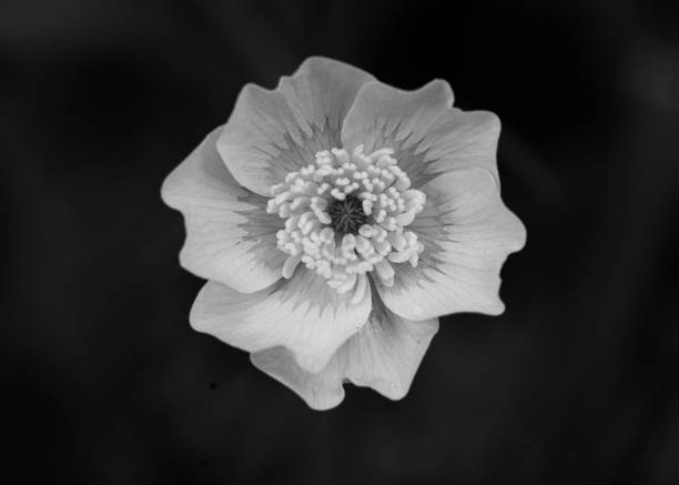 la naturaleza en su máxima expresión. flores y hojas blancas y negras - leafes fotografías e imágenes de stock