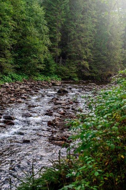 istock forest landscape with a small spring in the thick of the foresto 1558633464