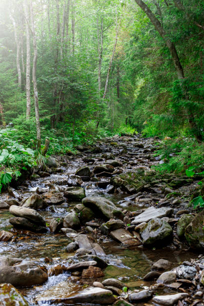 istock forest landscape with a small spring in the thick of the forest 1558633467