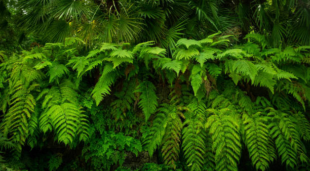 istock fern plants in tropical nature 1558646243