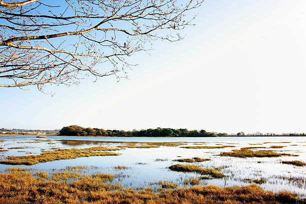 Upton country Park Poole Dorset, England in winter