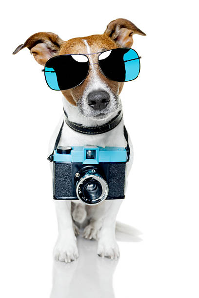 istock dog taking a picture 155866535