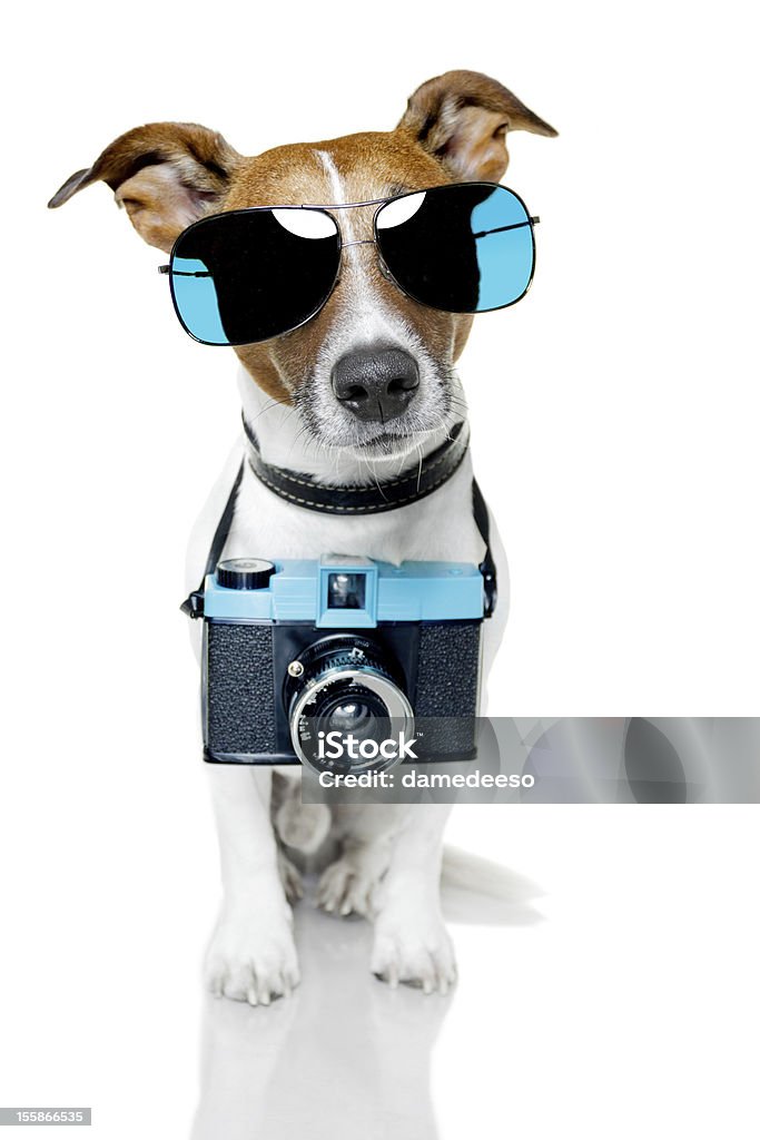 Cão tirar uma foto - Royalty-free Câmara Fotográfica Foto de stock