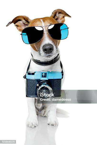 Cão Tirar Uma Foto - Fotografias de stock e mais imagens de Câmara Fotográfica - Câmara Fotográfica, Cão, Animal