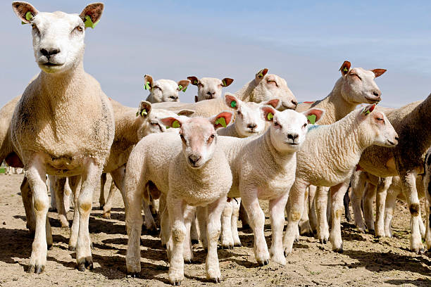 istock herd of sheep and lambs 155866537