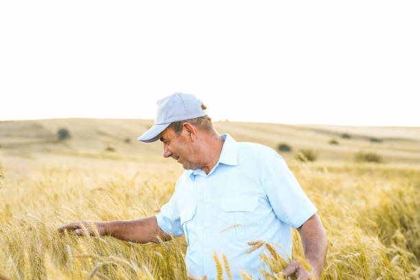 istock farmer man checking wheat with hand in yellow wheat field. 1558665955