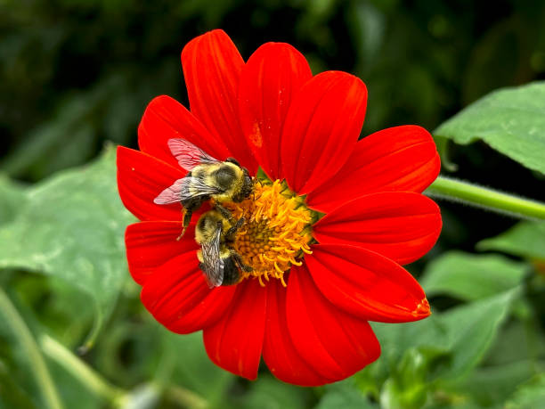 istock Two Bees Feeding gathering Pollen from A Mexician Sunflower 1558669550