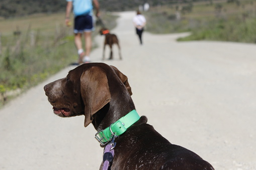 Weimaraner brown dog going for a walk. female puppy on a countryside road, outdoors. Side portrait of a dog wearing a green collar.