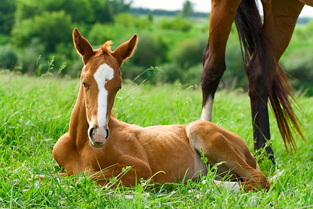 potro on green grass - foal mare horse newborn animal fotografías e imágenes de stock