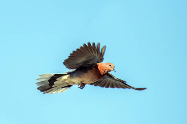 istock Joyful Wings: Laughing Doves Soaring Through Blue Skies 1558686230