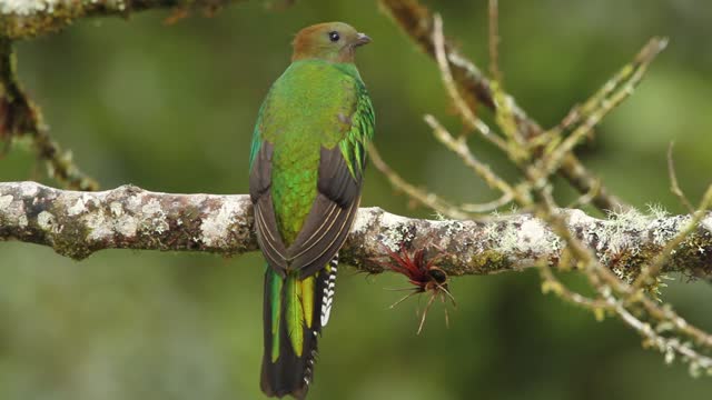Resplendent quetzal in cloud forest