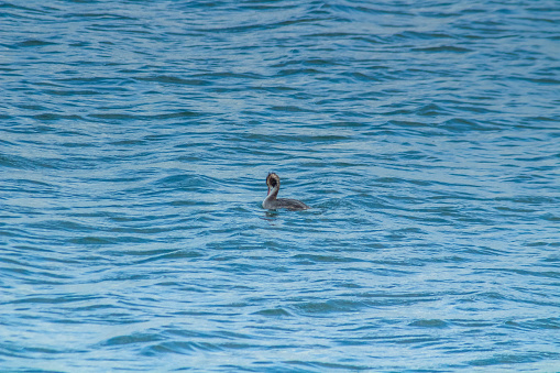 Water Ballet: Red-Breasted Mergansers Swimming Gracefully