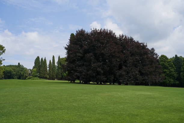istock Sigurta Garden Park - Veneto region 1558694252