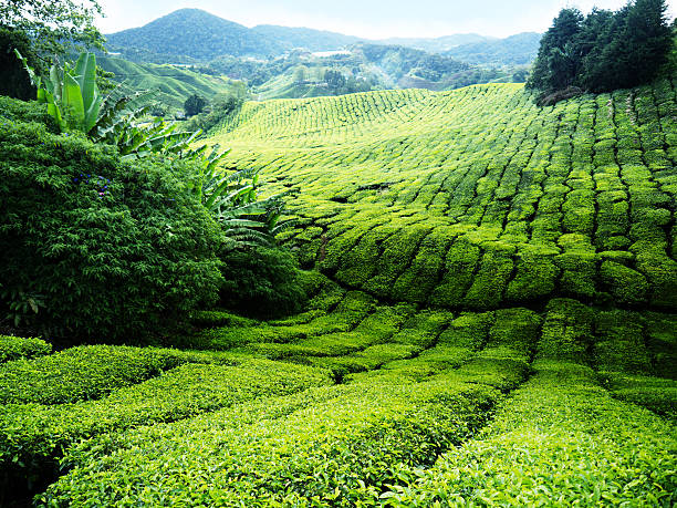 istock Tea plantation Cameron highlands, Malaysia 155869780
