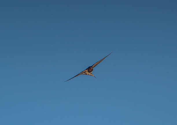 Swallow in flight bringing dirt mixed with saliva to build nests under shed roof in northern Colorado at Lake John, USA.